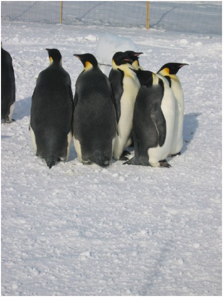 yeah, they're penguins